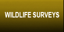 Wildlife Surveys